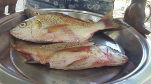kurumbo-gambia-fresh-fish